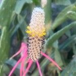 Aechmea pineliana Flower