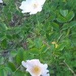 Rosa caninaBlodyn