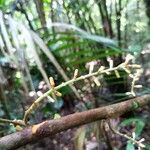 Guarea pubescens Flower