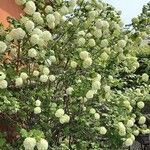 Viburnum macrocephalum Hábito