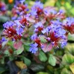 Ceratostigma plumbaginoides Flower