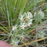 Reseda phyteumaFlower