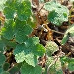 Geranium renardii Leaf