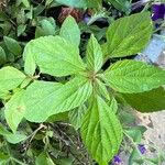 Acalypha virginica Folha