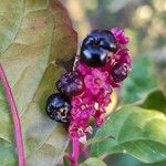 Phytolacca americana Fruto