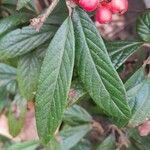 Cotoneaster salicifolius Folha