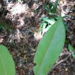 Cotylelobium melanoxylon Hoja