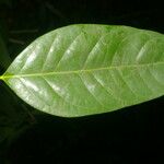 Heisteria concinna Leaf