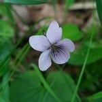 Viola palustris Virág