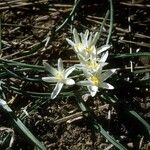 Leucocrinum montanum عادت