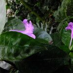 Barleria cristata 花