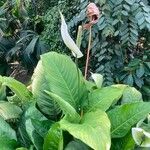 Spathiphyllum blandum Foglia