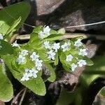 Valerianella eriocarpa 花