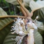 Pycnandra balansae Flor