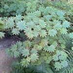 Acer shirasawanum Folha