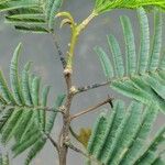 Anadenanthera colubrina ഇല