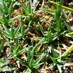 Phylloscirpus deserticola 葉