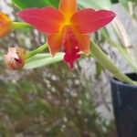 Cattleya wittigiana Flor