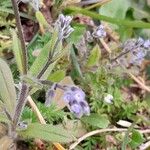 Myosotis ramosissima Habit