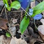 Scilla siberica Leaf