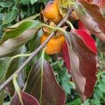Diospyros kaki Fruit