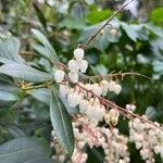 Pieris formosa Fula