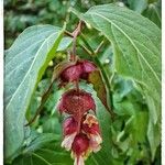 Leycesteria formosa Fula