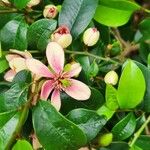 Magnolia figo Flower