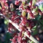 Rumex bucephalophorus Leaf