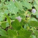 Mentha arvensis Blomma