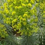 Euphorbia × martini Folha