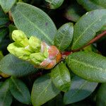 Rhododendron aureum 葉