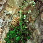 Sedum fragrans Habitus