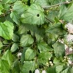 Ageratina havanensis Hoja