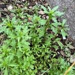 Mauranthemum paludosum Blatt