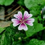 Malva parviflora Flower