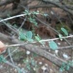 Cotoneaster nummularius Листок