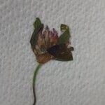 Trifolium pratense Λουλούδι