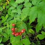 Actaea rubra 果實