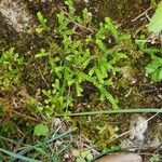 Selaginella denticulata List