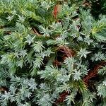 Juniperus squamata その他の提案