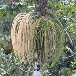 Iriartea deltoidea Fruit