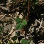 Medicago coronata Staniste