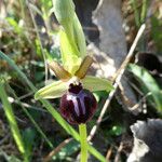 Ophrys sphegodes 花