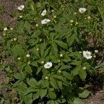 Ranunculus platanifolius Libunga