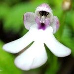 Cynorkis fastigiata Flower
