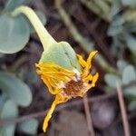 Hertia cheirifolia Kvet