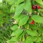 Cornus officinalis Hoja