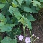 Commicarpus plumbagineus Blatt