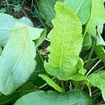 Rumex confertus Folio